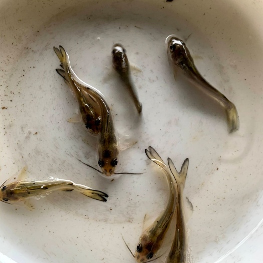 广州优质斑点叉尾鮰鱼苗 钳鱼苗 叉尾鱼苗
