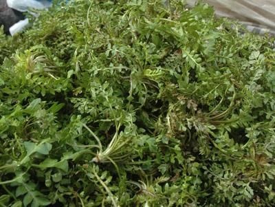 山东荠菜只做野生荠菜支持一件代发欢迎电商朋友洽谈合作