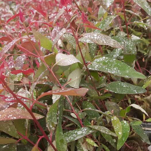 河池 29桉树苗