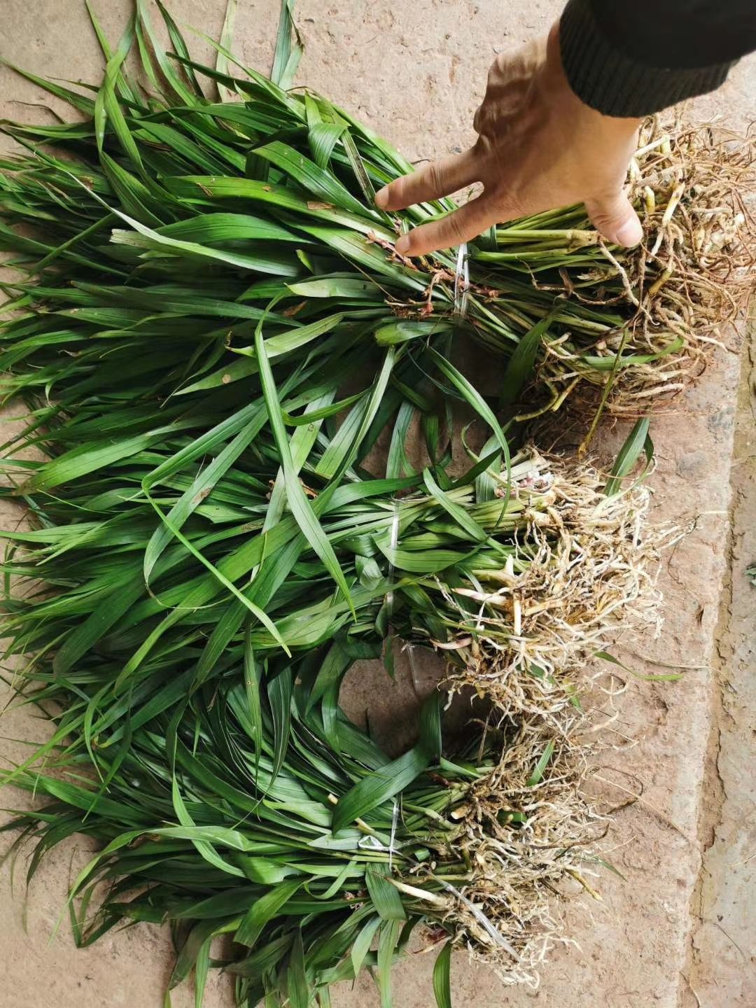 吉祥草 耐寒耐冻庭院绿化工程用苗