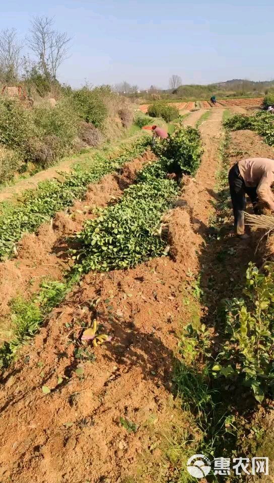 油茶树苗油茶嫁接苗长林系列高产嫁接苗基地发品质保证【包邮】