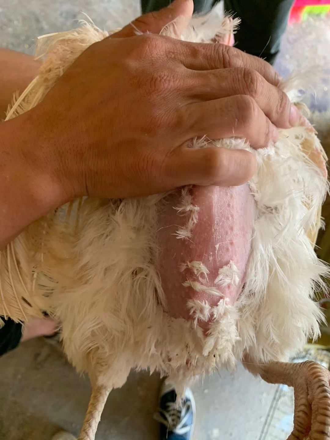 淘汰蛋鸡，老母鸡