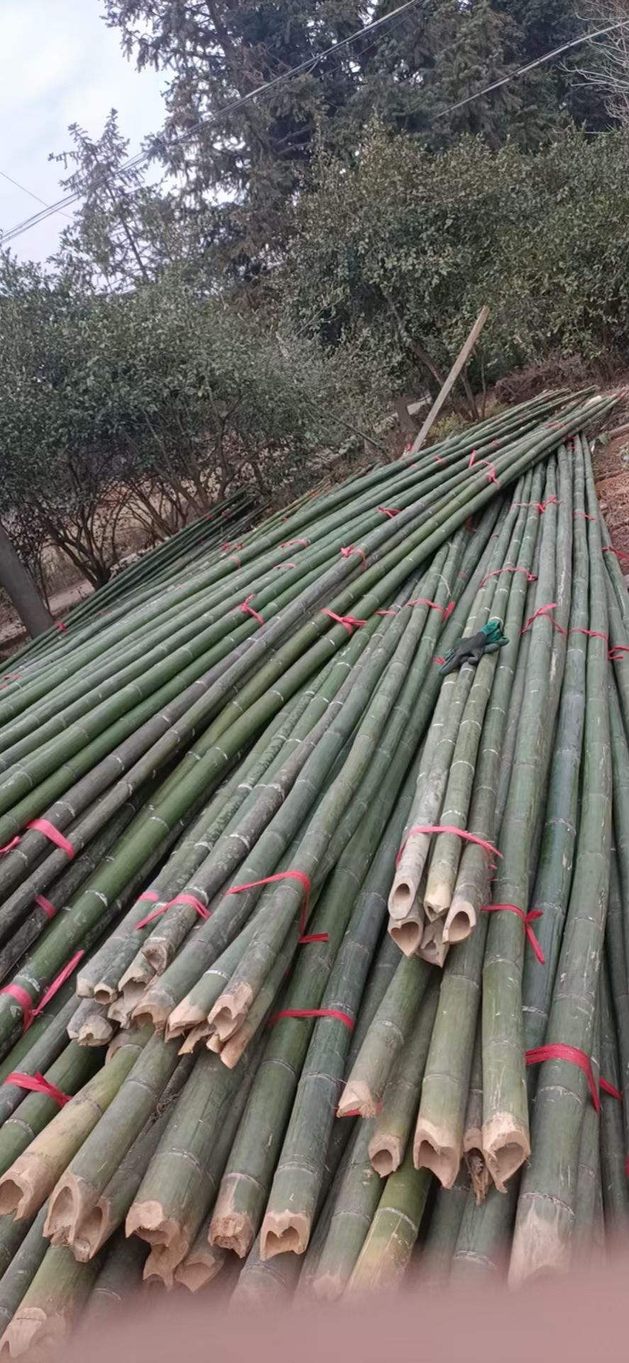 批发各种规格的优质竹竿，价格美丽。质量有保证。欢迎各位老板们