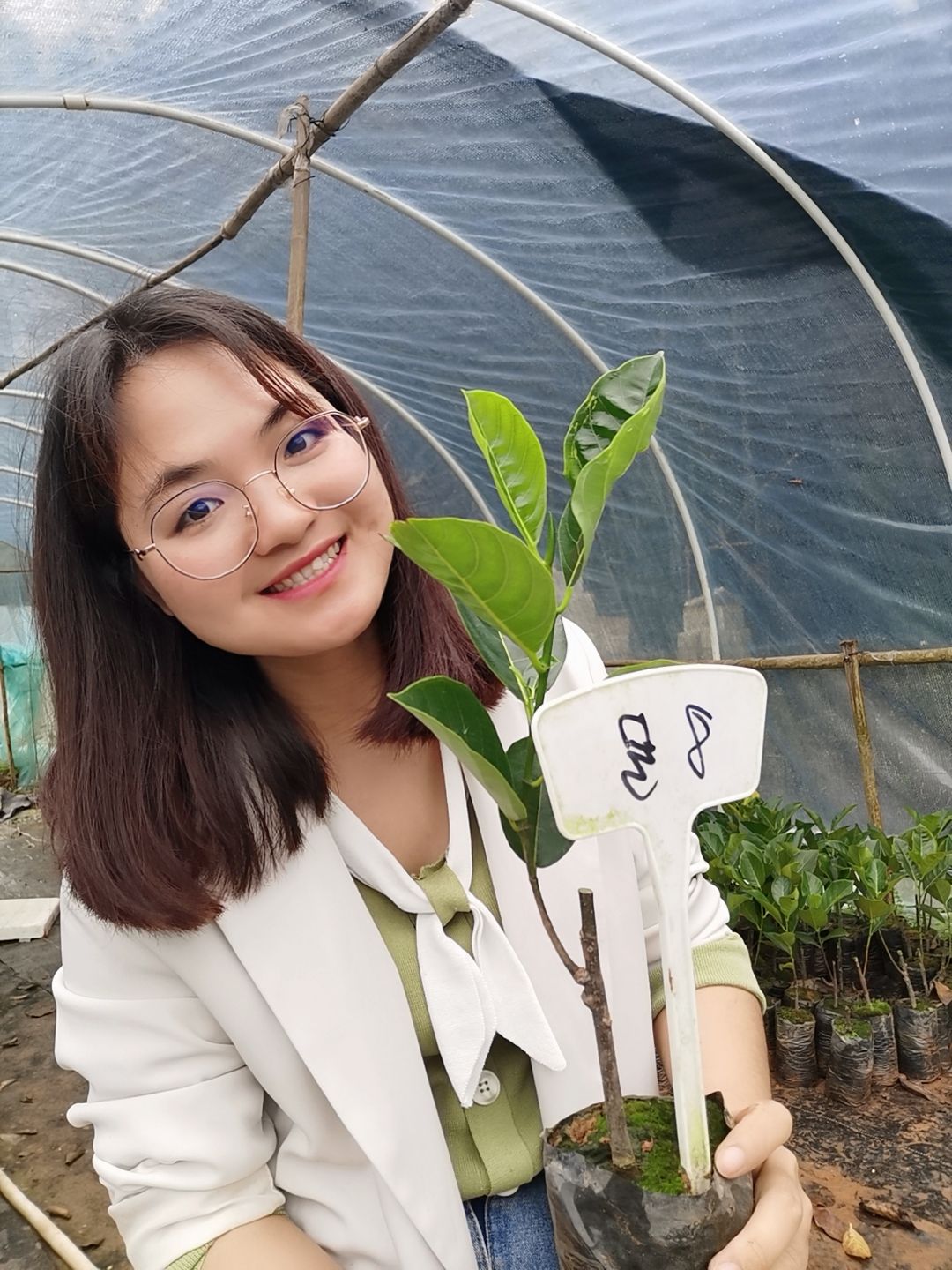 红肉菠萝蜜苗  嫁接苗泰国8号红肉菠萝蜜，南方种植，干包果肉，现挖现卖。