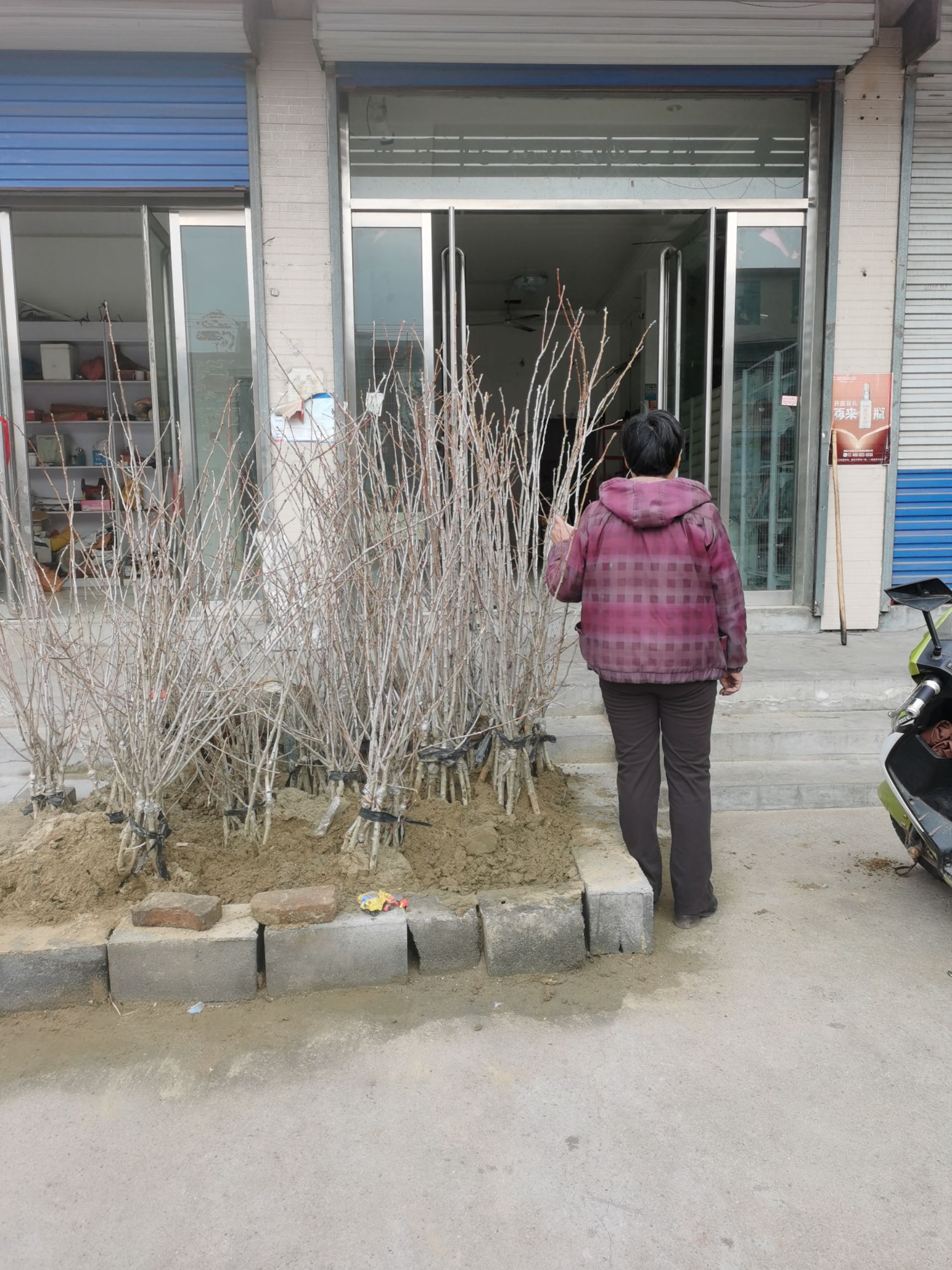  甜红子山楂苗  甜红子山楂原产地