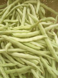 白花四季豆 广东产地直发