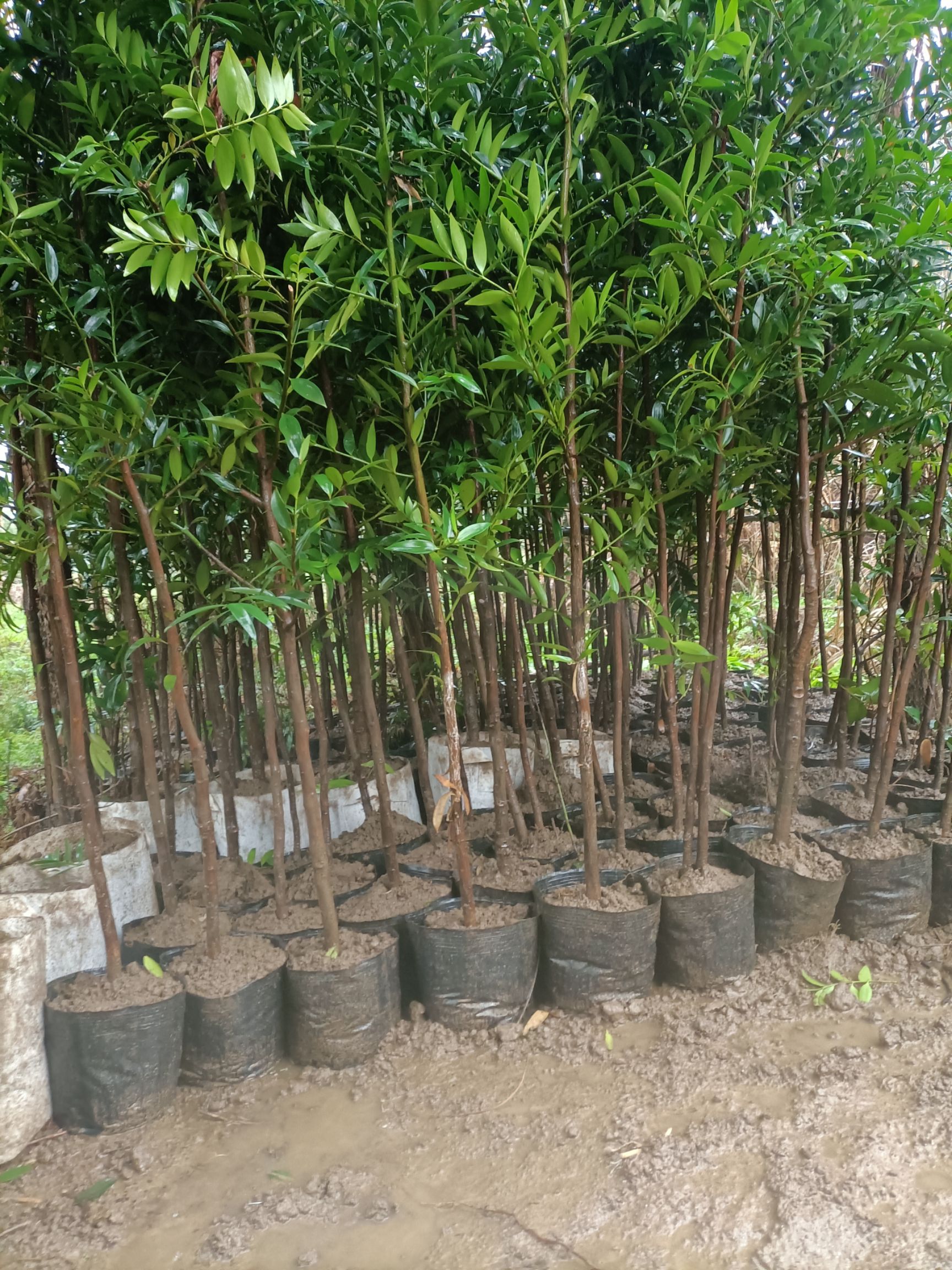 小叶竹柏  竹柏种子，小苗，小树，大树（茶花，枸骨）