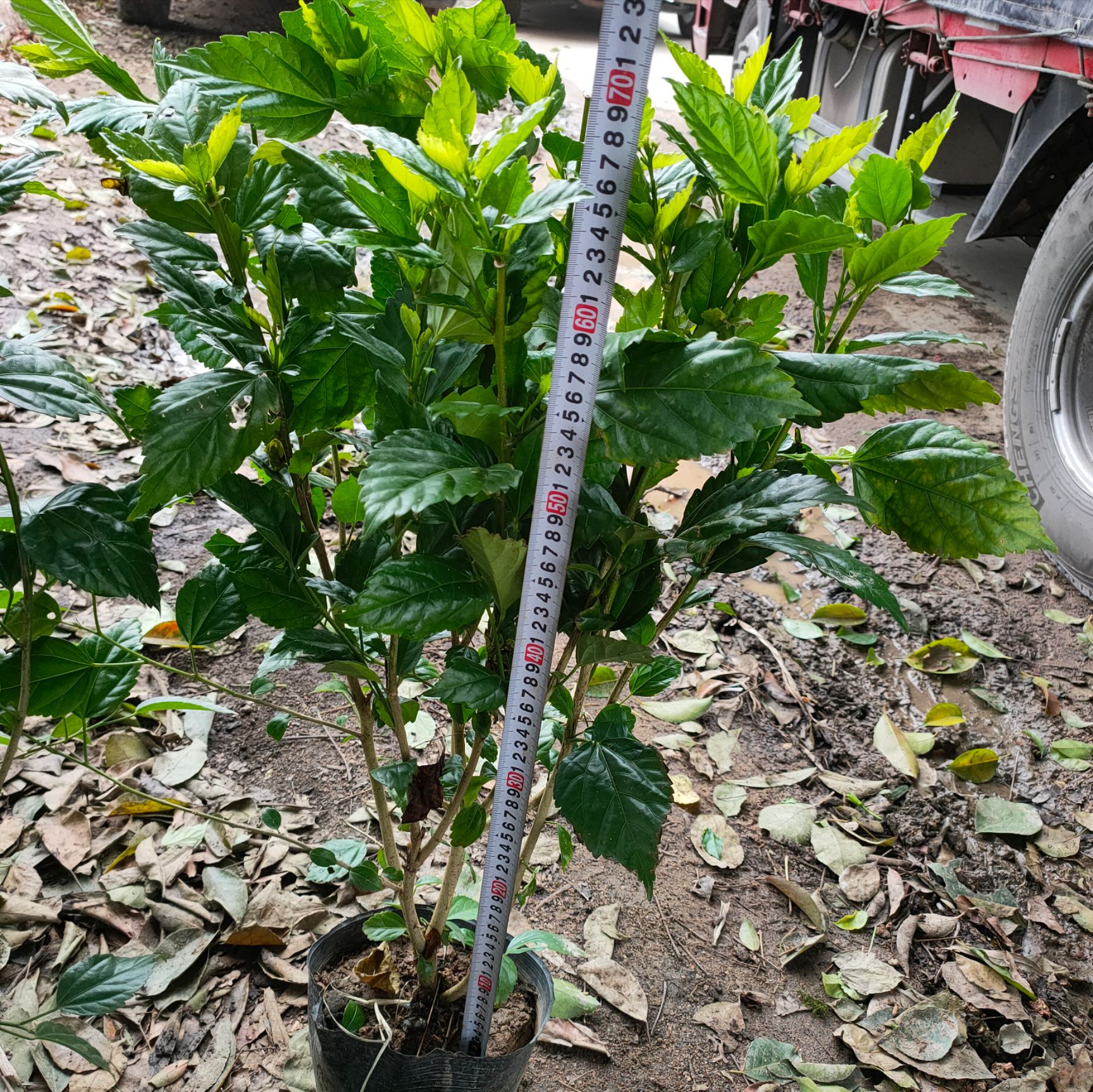 朱槿  大红花