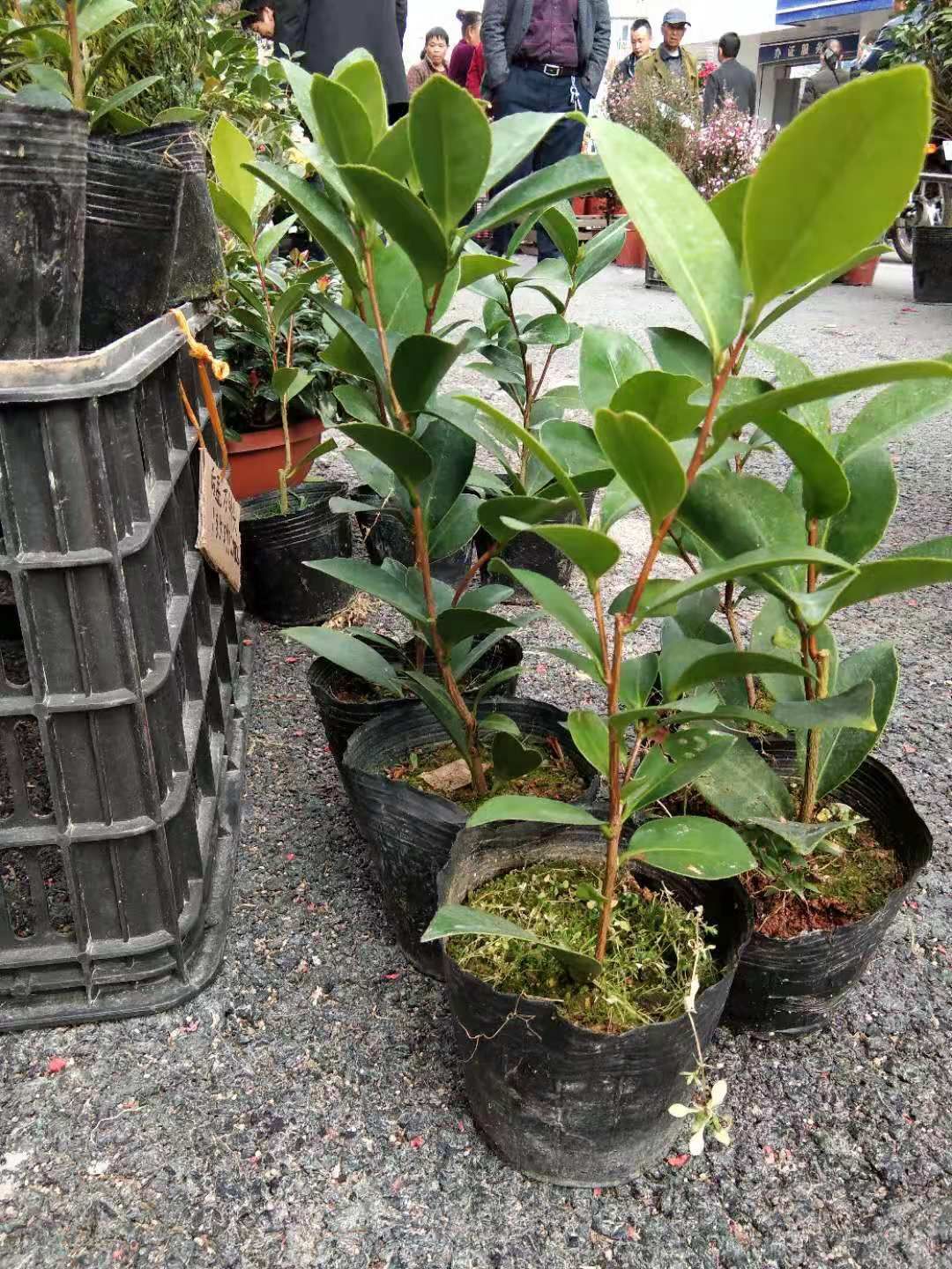 七芯茶花  夏日夏梦系列多枝条小苗七心小璇。。。