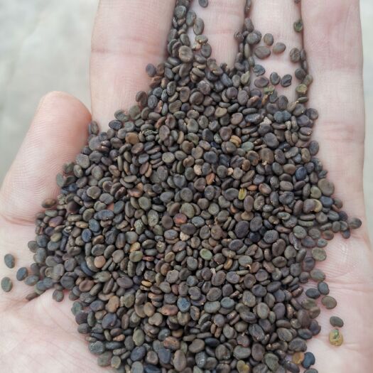 陇西县黄芪种子  棉芪黄芪籽，