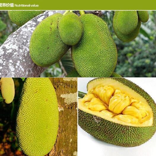 灵山县珍珠菠萝蜜苗，嫁接苗干苞脆皮香甜，四季结果南方种植