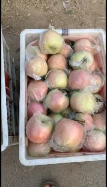口感脆甜，红富士苹果，冷库苹果降价出售