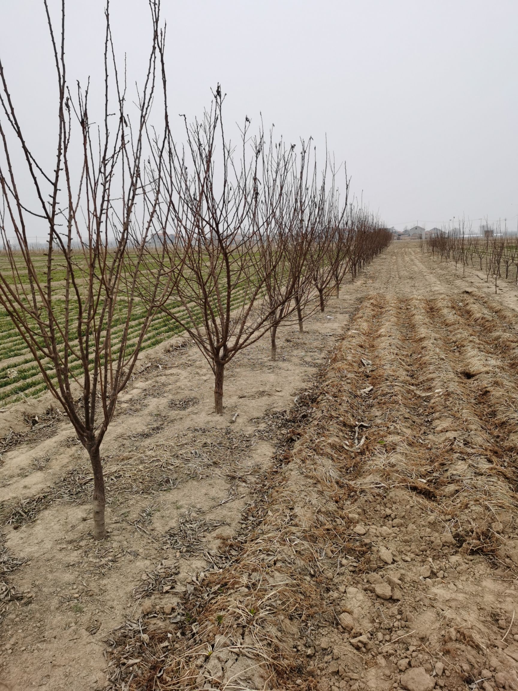 蓝莓苗  蓝莓蓝莓蓝莓果树苗处理！