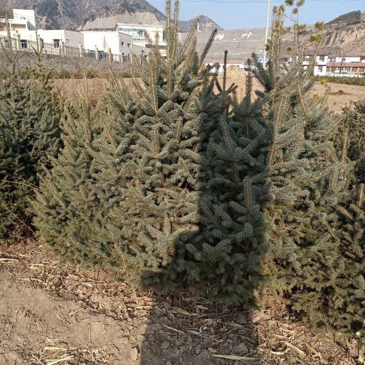 交城县沙地云杉  云衫价格低有要的联系送货上门