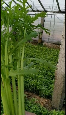 寿光市精品茼蒿菜，绿色无公害蔬菜，凉拌。热炒，送礼之佳品