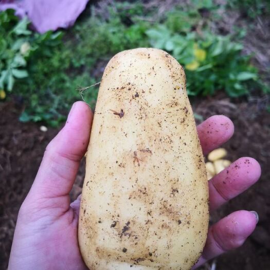 兴业县荷兰15 黄肉黄皮土豆