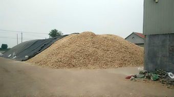 武邑县玉米纤维 