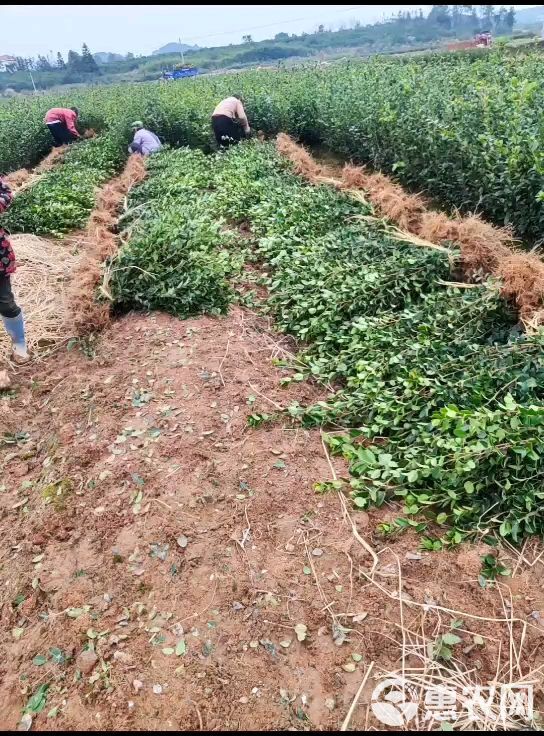 油茶树苗油茶嫁接苗长林系列高产嫁接苗基地发品质保证【包邮】