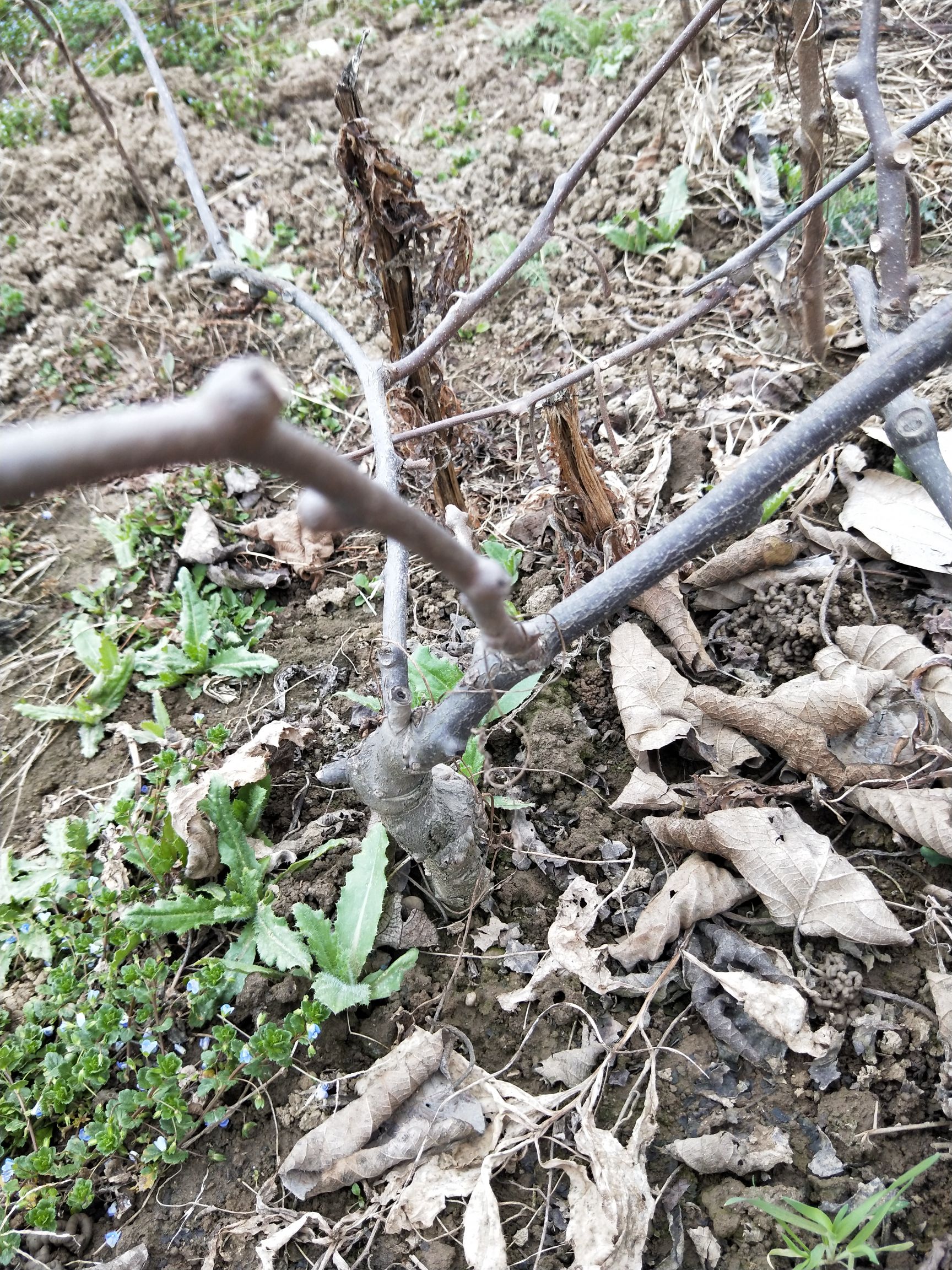 金福猕猴桃苗 成品优质树苗，第二年接果，提供栽培技术