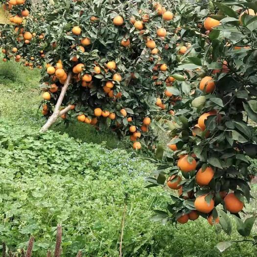 德江县不知火 丑橘，现在有10万斤左右，需要的老板可以来品尝