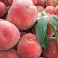 桃树苗，太白甜桃苗