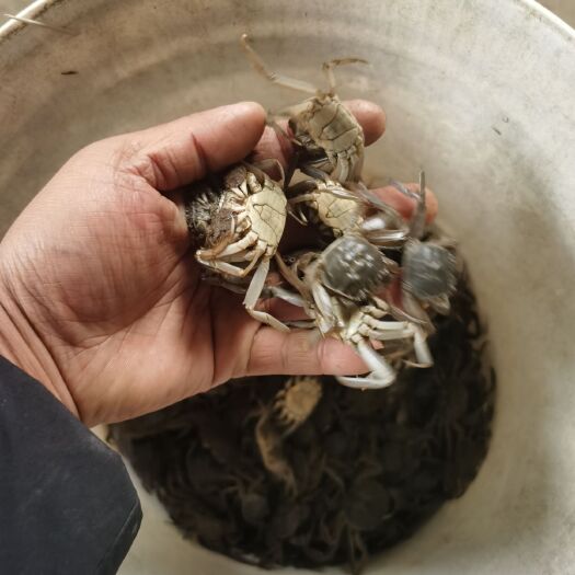 宣城大闸蟹苗  大规格原塘蟹苗，60头左右，