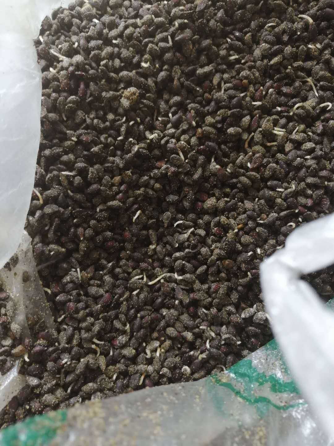 海棠种子，冷冻沙藏 八棱海棠籽，直接能播种，优于苹果种子