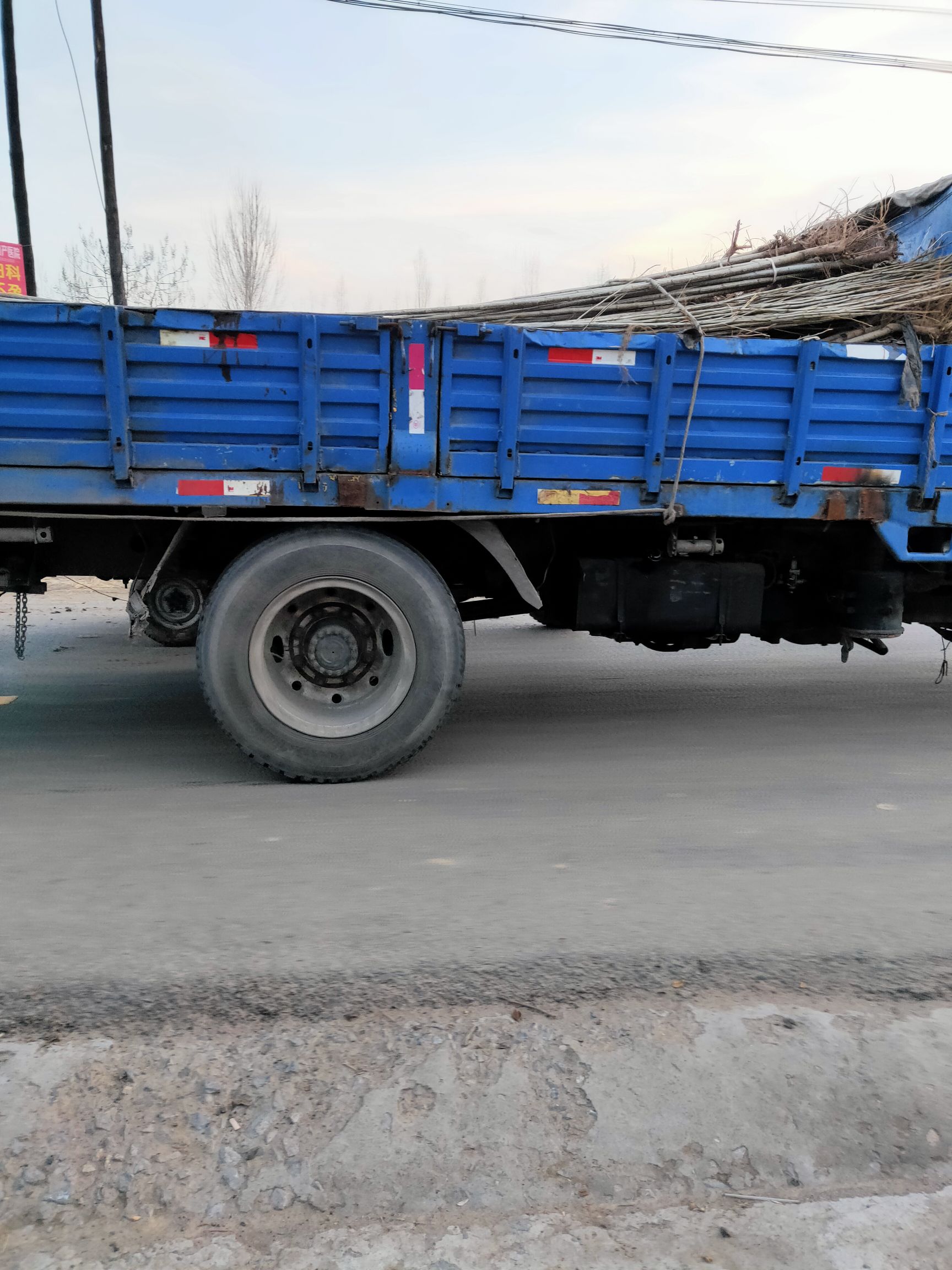  大量出售107速生杨，