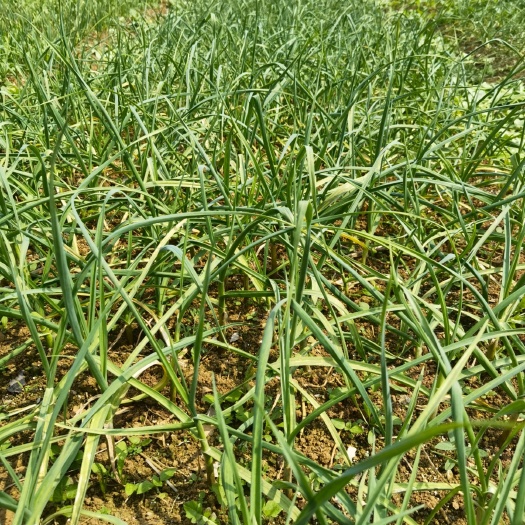 安龙县红根蒜苗 大量蒜苗供应