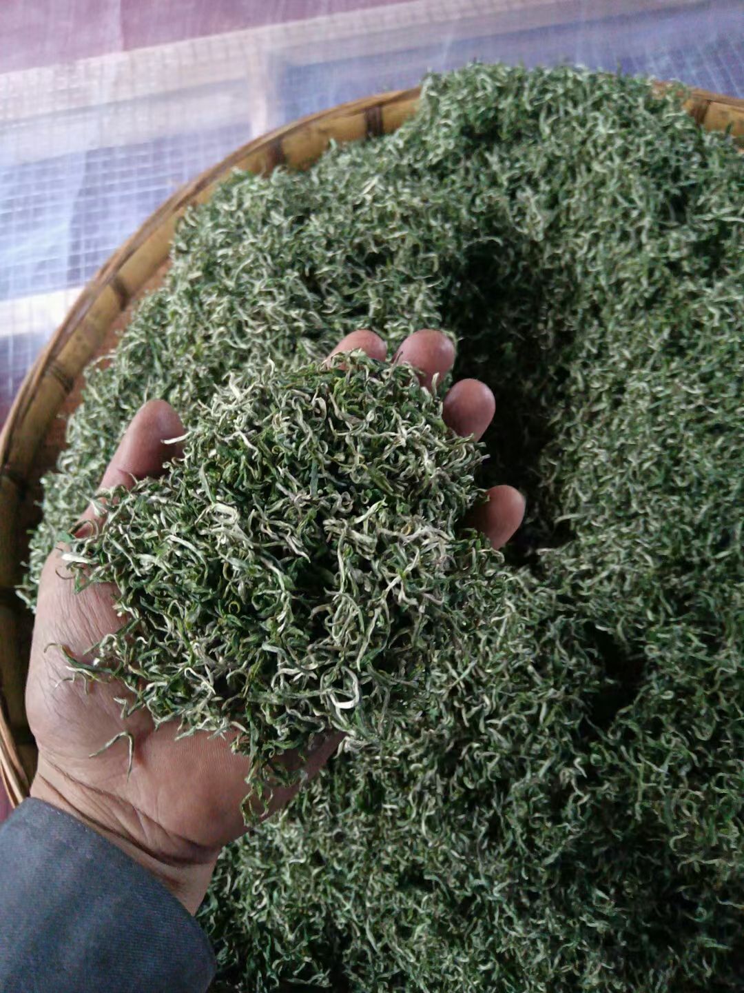  保靖黄金村黄金茶  群体茶叶