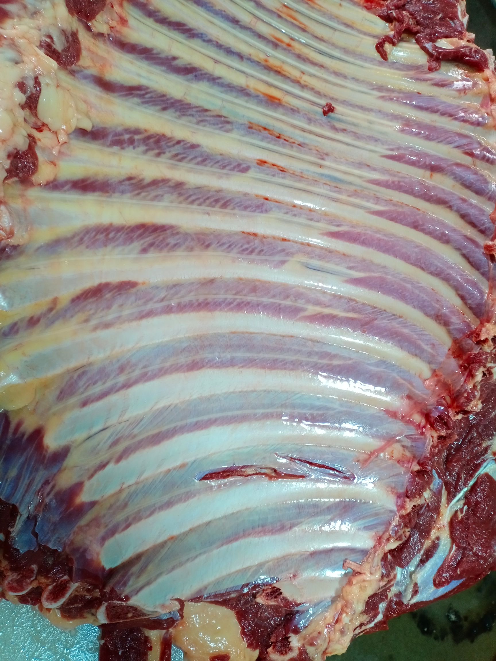 驴肉  带骨驴肋排肉，马肋排肉，新鲜肉大量供应，简易安全，真空包装