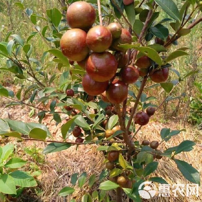 油茶树苗油茶嫁接苗长林系列高产嫁接苗基地发品质保证【包邮】