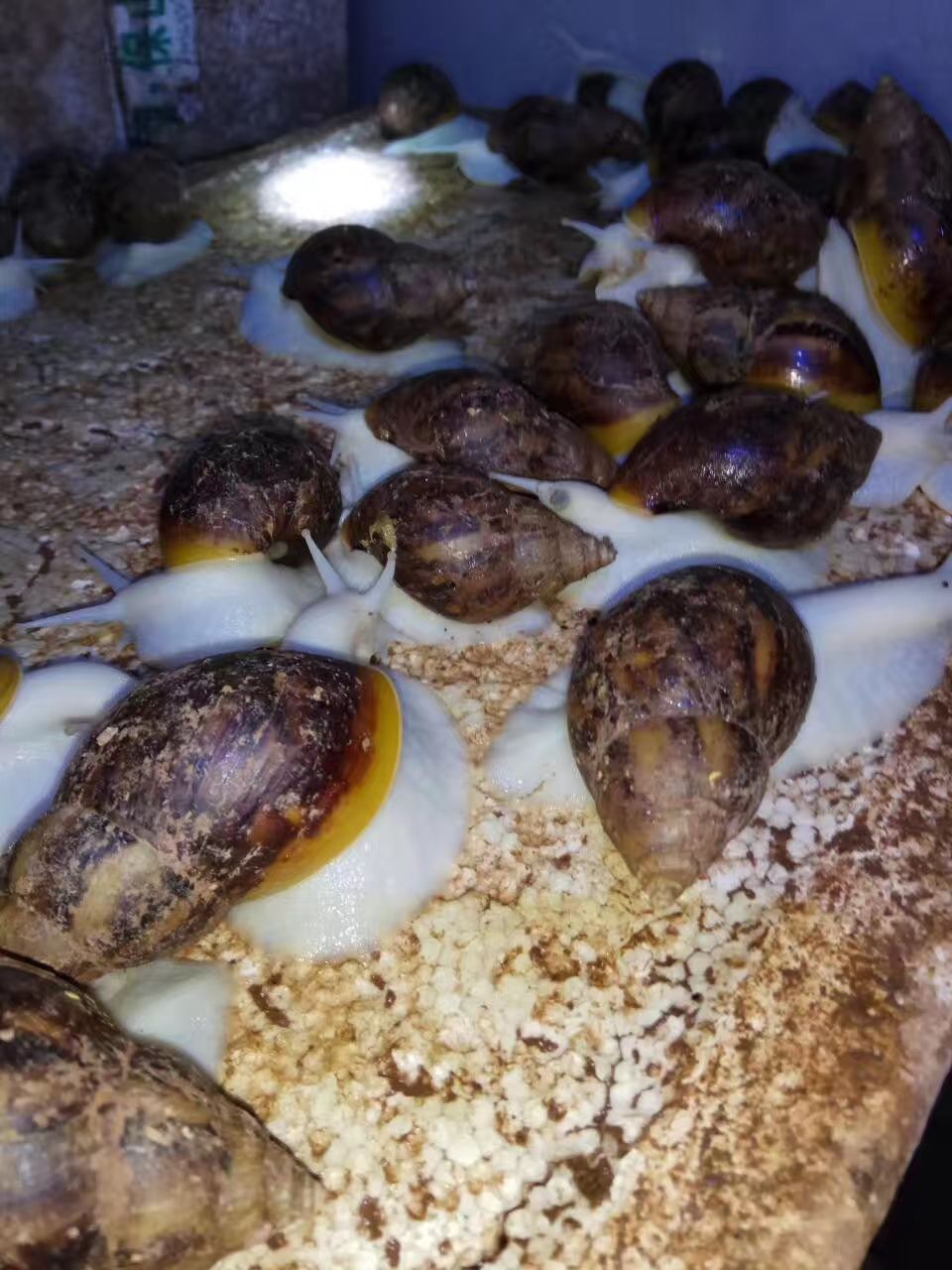 乐至县玛瑙蜗牛  养殖场的白玉蜗牛，