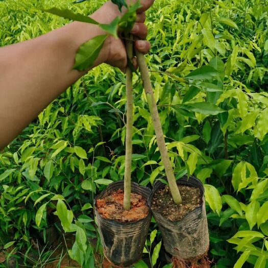 灵山县广西沉香小苗嫁接奇楠沉香苗带泥发货