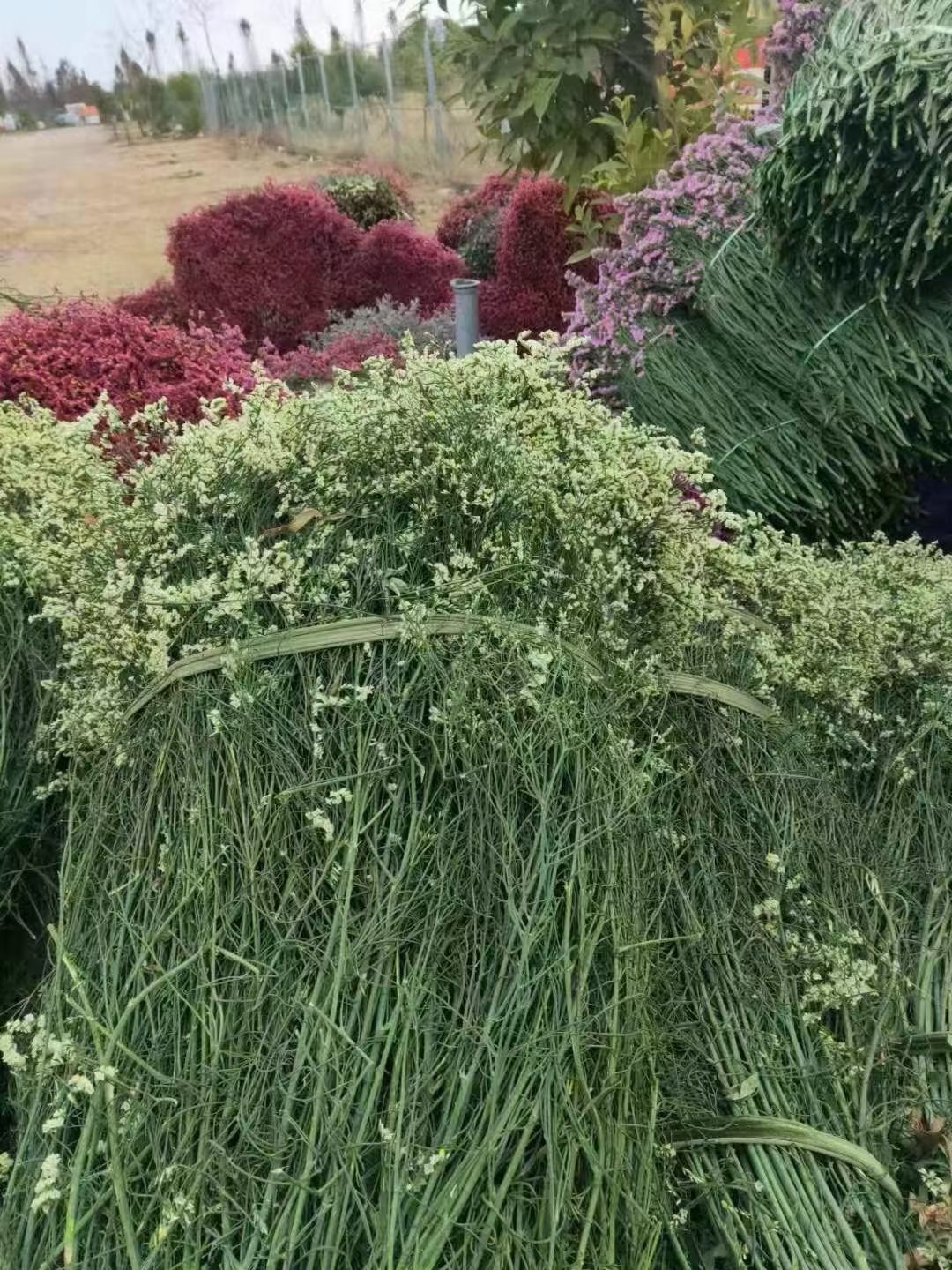 鲜花勿忘我水晶草  云南十八怪满天星  基地直供 一手货源