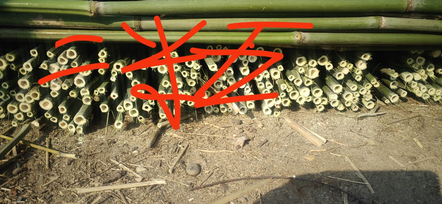 批发各种规格的优质竹竿，价格美丽。质量有保证。欢迎各位老板们