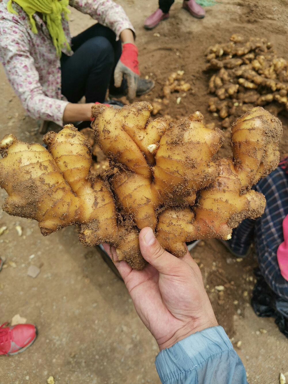 山西农户自种【大黄姜】产地直销 保证质量 坏烂包赔