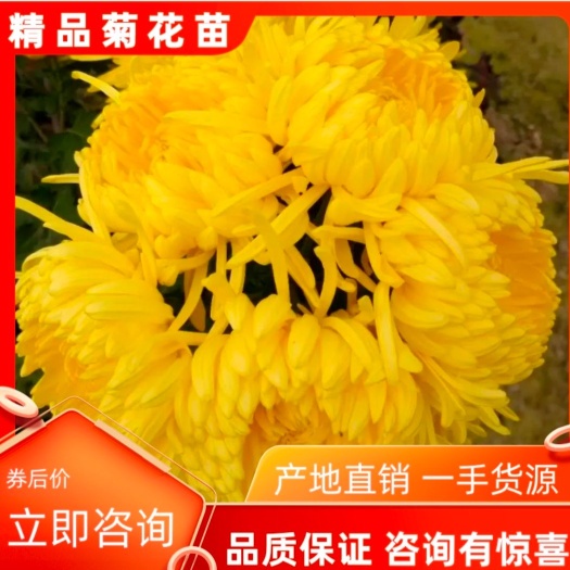 歙县2025金丝皇菊  徽州皇菊贡菊  陶菊采购前请先咨询