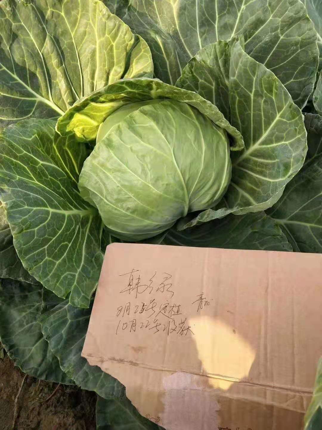 正宗泽鸿韩绿甘蓝种子家庭农场及种植大户品种