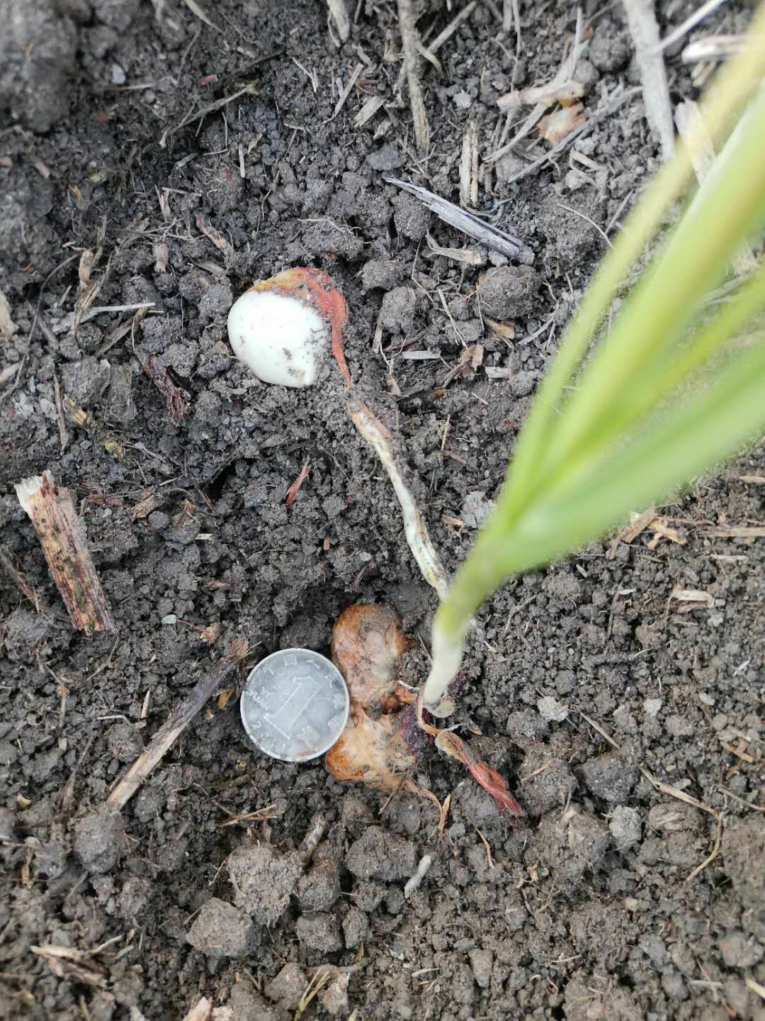 山慈菇  本公司常年购销各种光慈菇，毛慈茹，双芽子，小蒜。