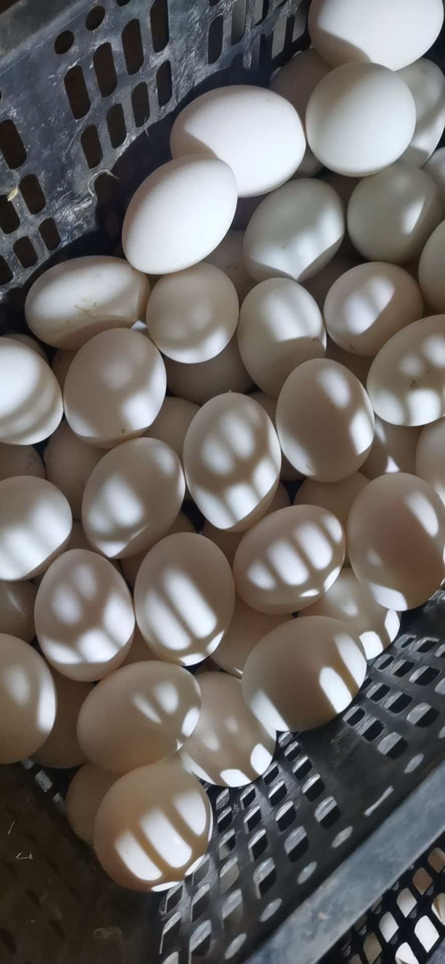 安新县 销售赶大集用散黄鸭蛋，裂纹蛋，精品桶装鸭蛋，鹅蛋