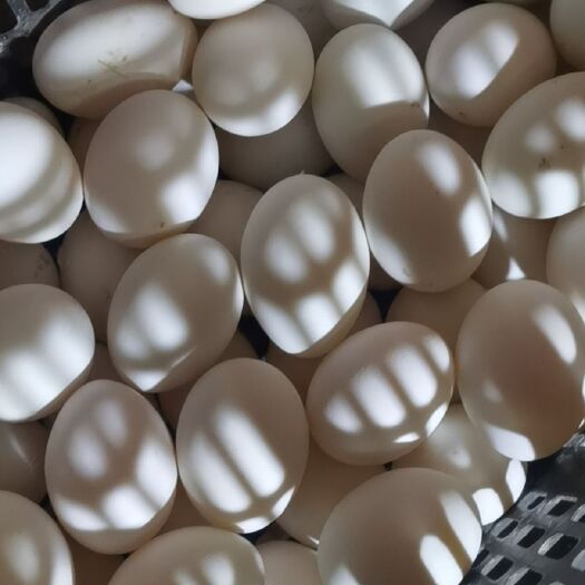 安新县 销售赶大集用散黄鸭蛋，裂纹蛋，精品桶装鸭蛋，鹅蛋