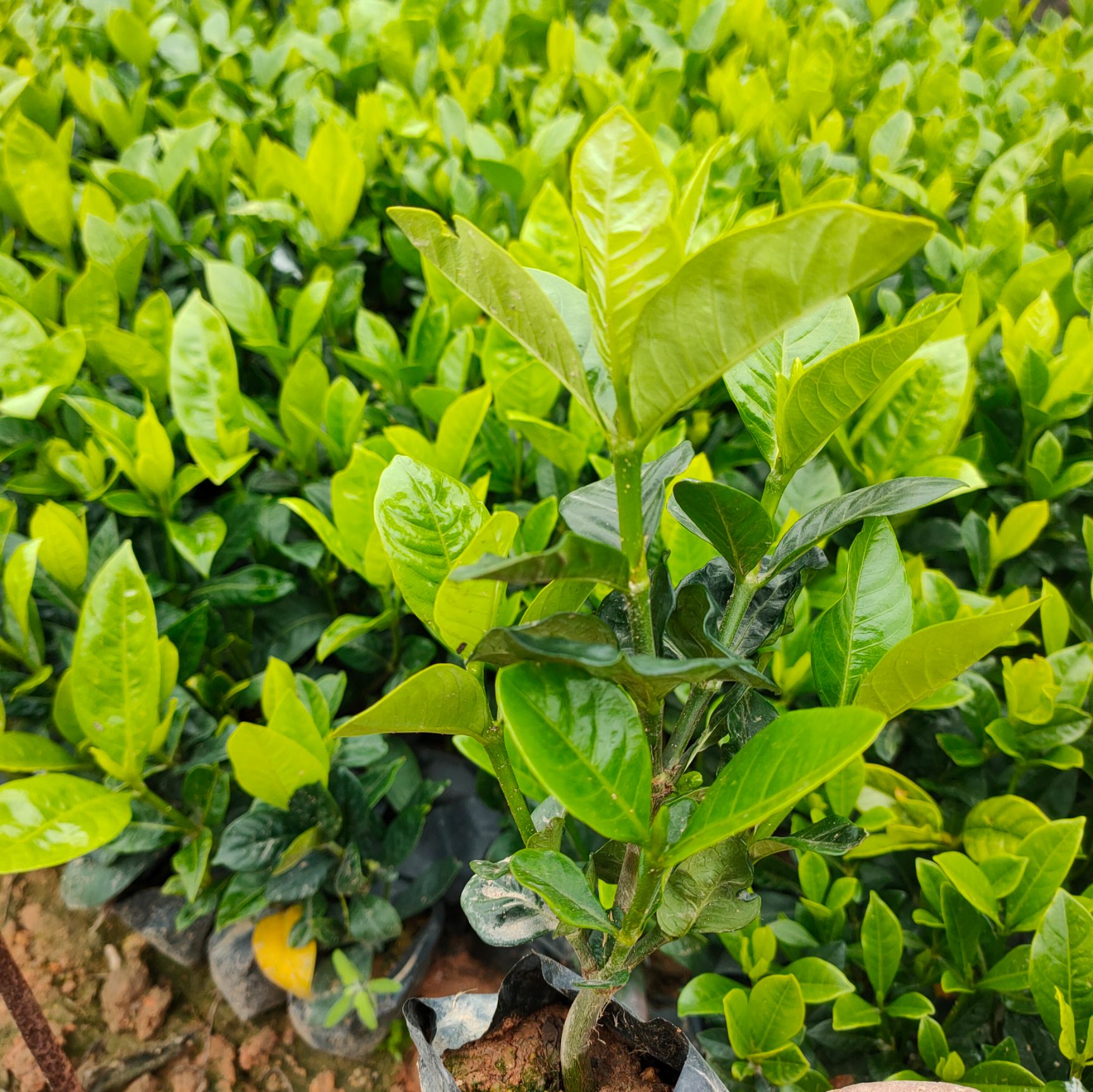 大叶栀子花小杯苗高20-30公分