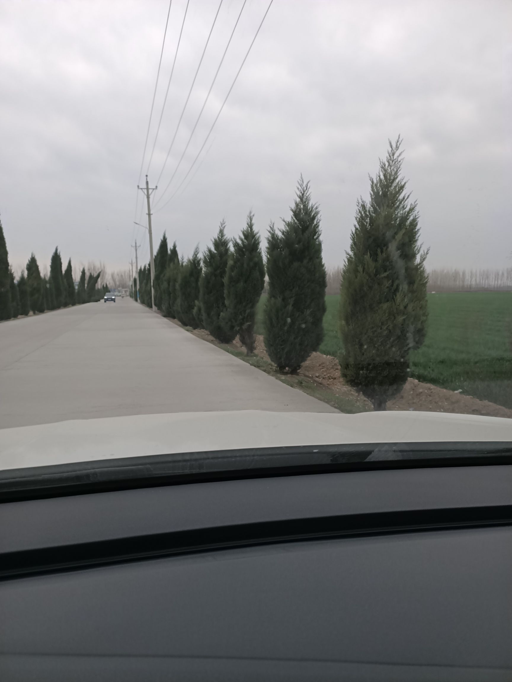 塔柏 风景柏树