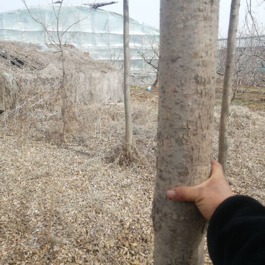 平度市 速生白蜡