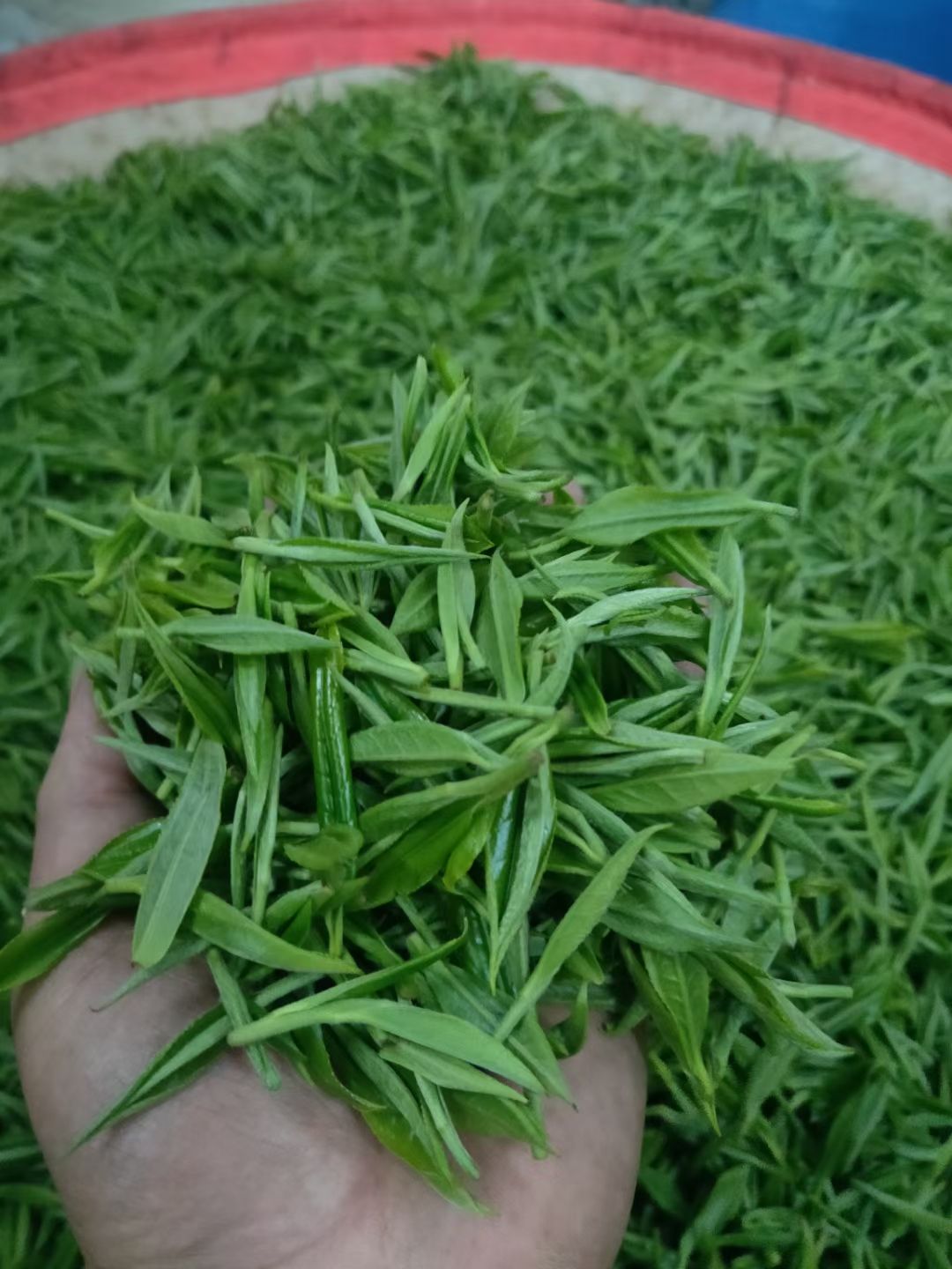  保靖黄金村黄金茶  八号茶叶
