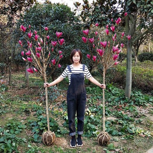 沭阳县 苗圃出售白玉兰，黄玉兰紫玉兰。红玉兰等。