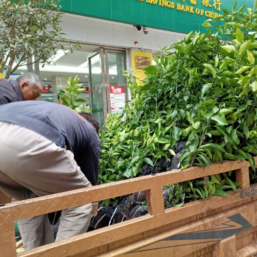 简阳市脐橙树苗 柳惠脐橙苗