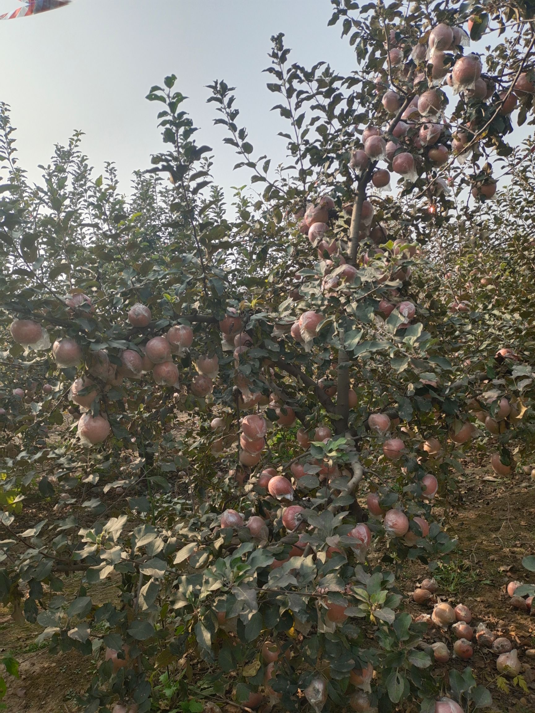 品种名:红富士苹果 产地:河南省濮阳市南乐县 是否套袋:光果