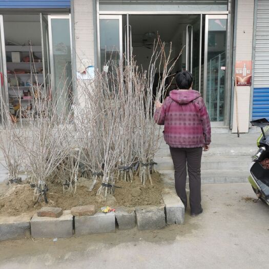 新泰市甜红子山楂苗 甜红子山楂   苗厂直发